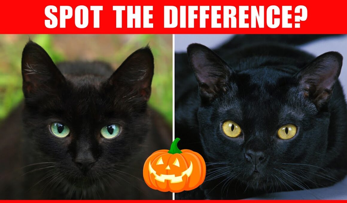 How to Tell The Difference Between Black Cats and Bombay Cats