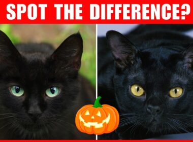 How to Tell The Difference Between Black Cats and Bombay Cats