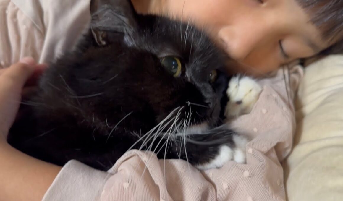 習い事が終わるのを待つ猫とジャンプチャレンジをした猫　ラガマフィン　サイベリアンA cat waiting and a cat taking on the jumping challenge.