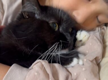 習い事が終わるのを待つ猫とジャンプチャレンジをした猫　ラガマフィン　サイベリアンA cat waiting and a cat taking on the jumping challenge.