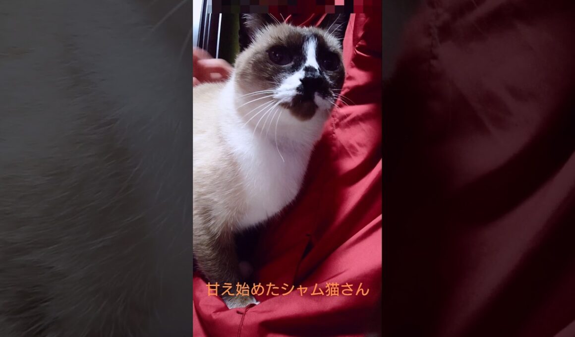 シャム猫さん#シャム猫#ねこ#猫#cat#shorts