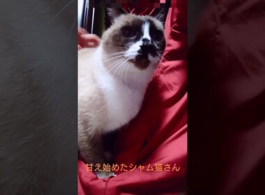 シャム猫さん#シャム猫#ねこ#猫#cat#shorts