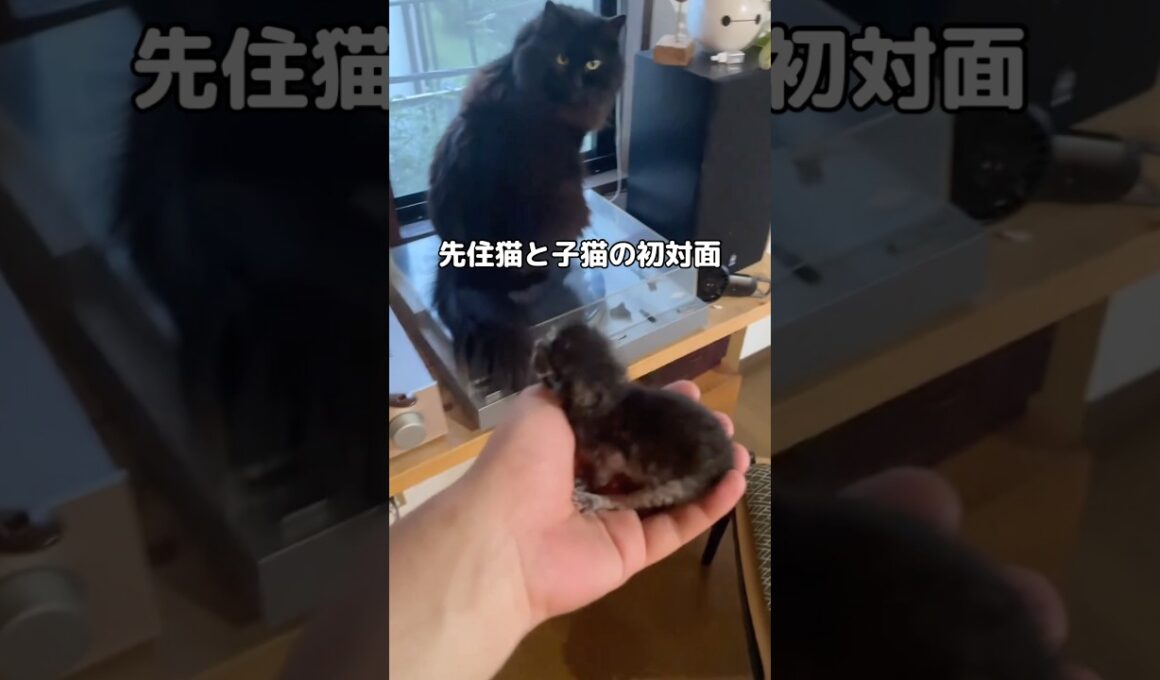 先住猫と子猫の初対面。共鳴してる？🐱 #黒猫 #子猫 #猫 #shorts