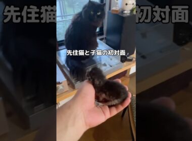 先住猫と子猫の初対面。共鳴してる？🐱 #黒猫 #子猫 #猫 #shorts