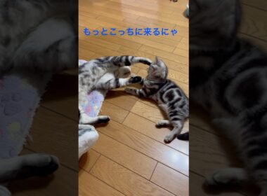 パパ一緒に遊ぼうにゃ！#アメリカンショートヘア#アメショ#子猫#猫の日常#cat#cats