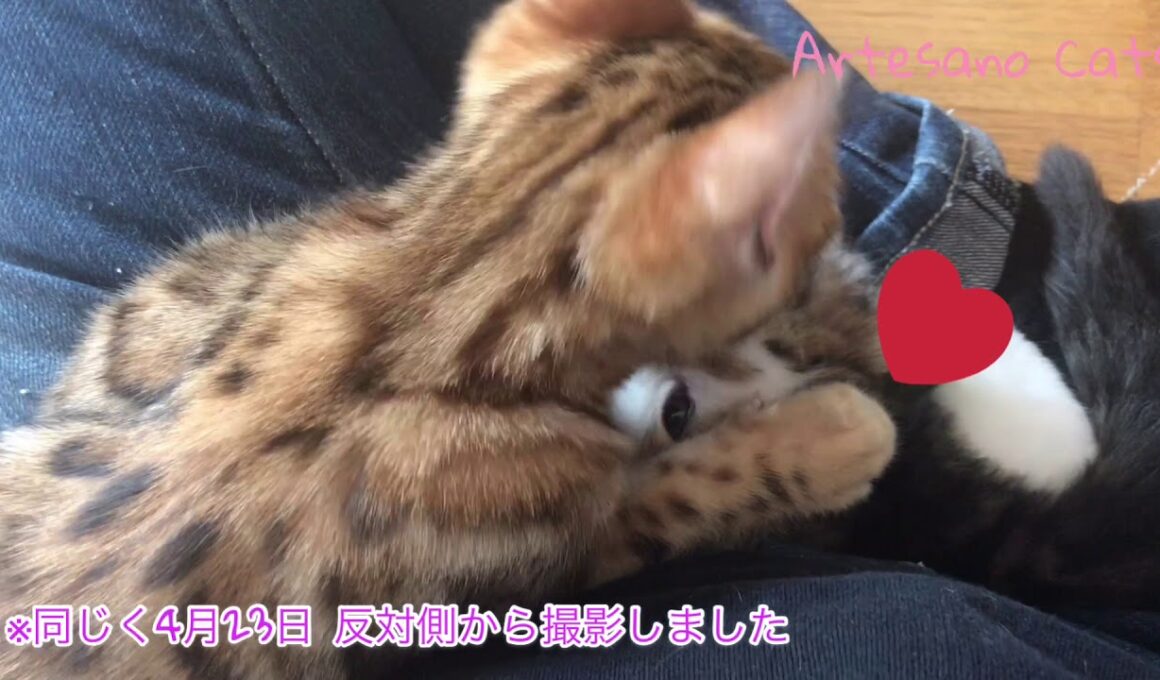 特集！ キンカロー(マンチカン×アメリカンカール) 子猫 5ベイビーズ ハナ茶編