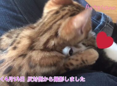 特集！ キンカロー(マンチカン×アメリカンカール) 子猫 5ベイビーズ ハナ茶編