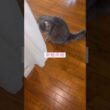 問題なし #ねこ動画 #アメリカンカール