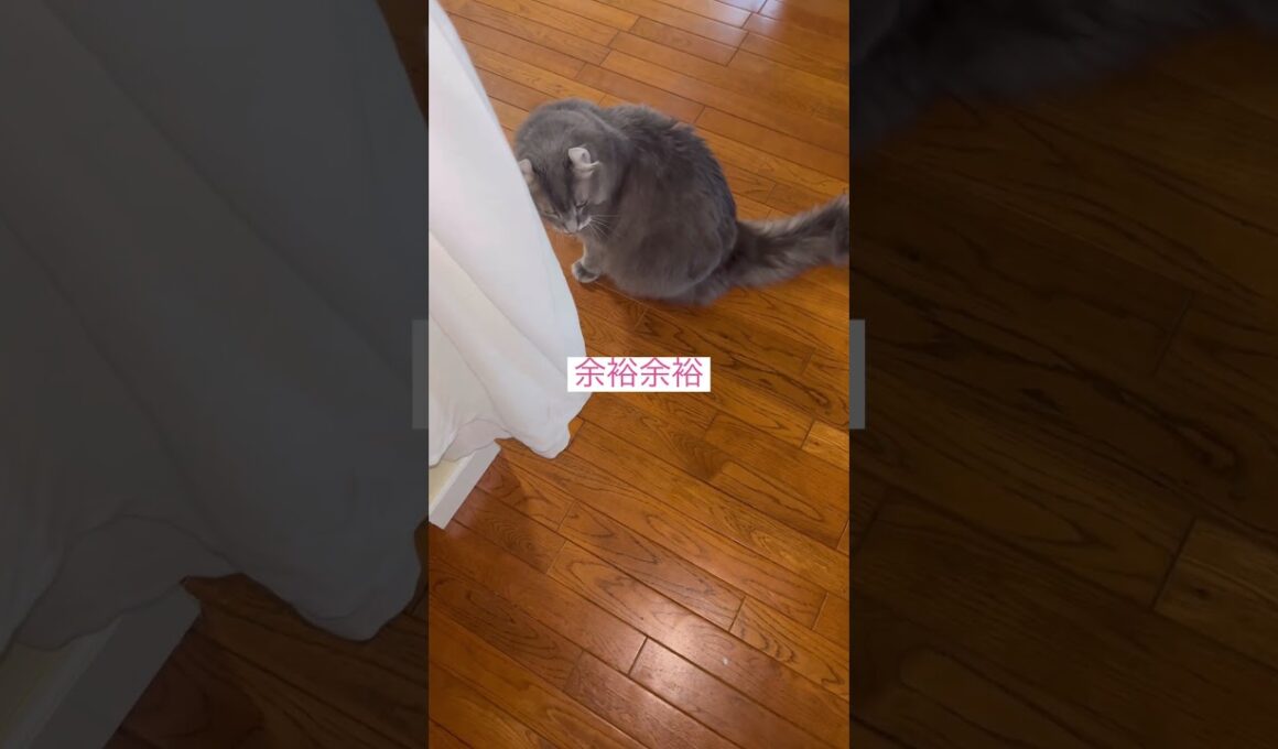 問題なし #ねこ動画 #アメリカンカール