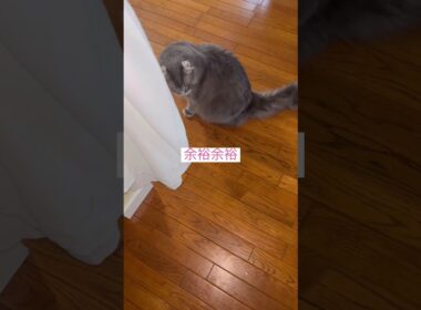 問題なし #ねこ動画 #アメリカンカール