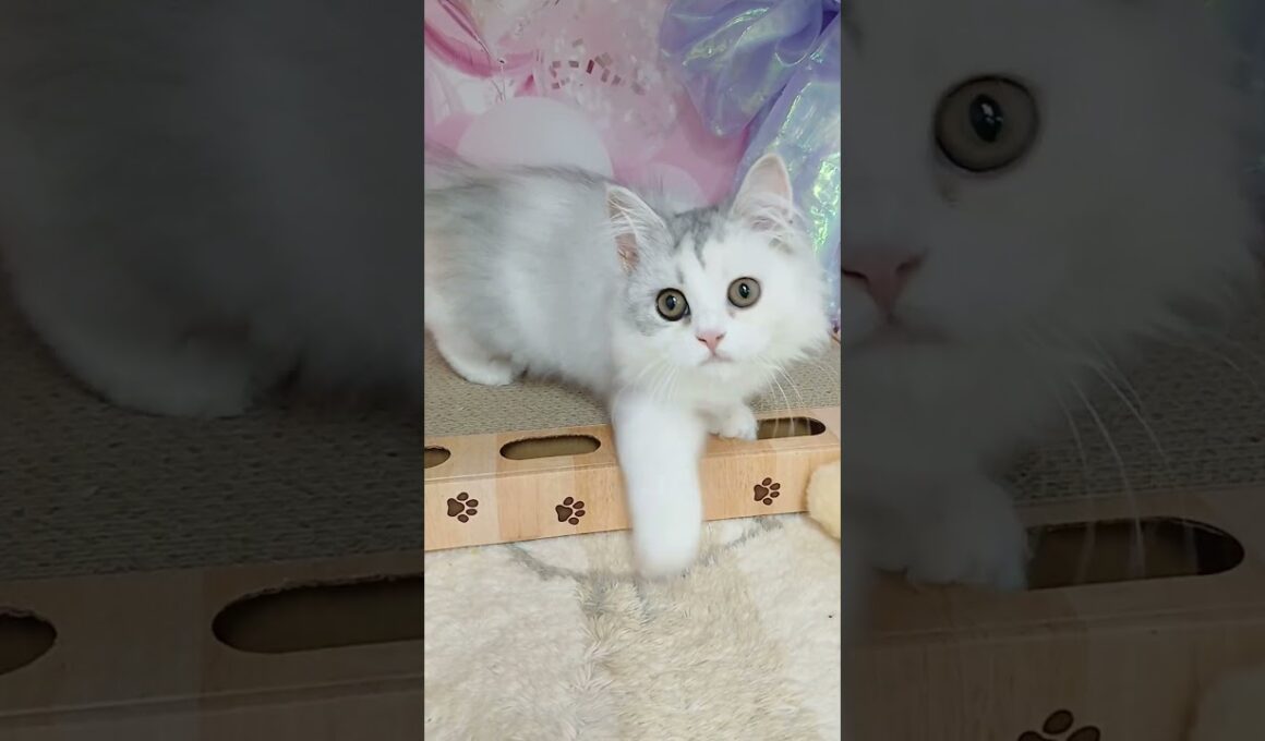 【ご家族様募集中】長足マンチカン女の子♡ #cat t #かわいい子猫 #kitten #子猫 #cute #子猫ブリーダー #短足マンチカン #短足ミヌエット #子ネコ #子猫 #好きな子猫