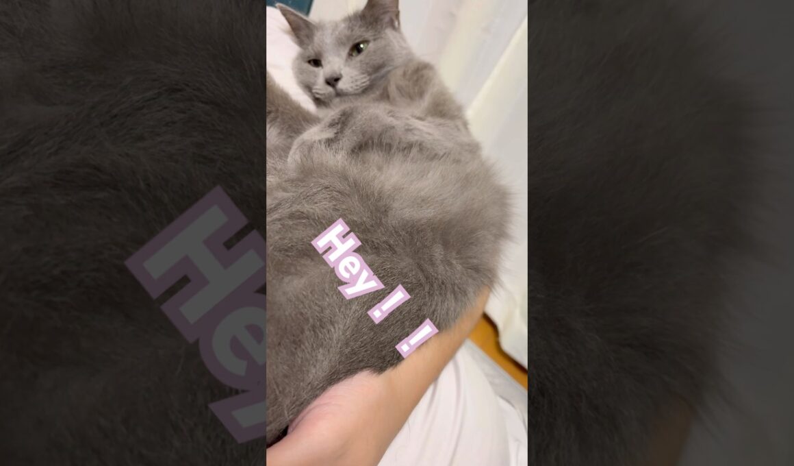 アレがハンパない❤️ #猫 #ロシアンブルー #猫のいる暮らし  #shorts