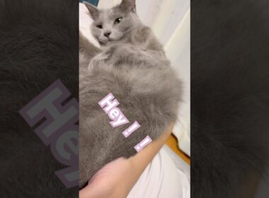 アレがハンパない❤️ #猫 #ロシアンブルー #猫のいる暮らし  #shorts