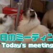 バーマン猫ラフとウリとガブ【本日のミーティング】Today's meeting（バーマン猫）Birman/Cat
