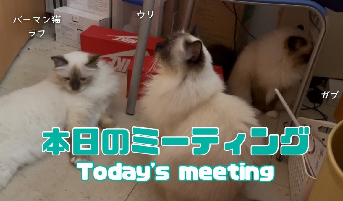 バーマン猫ラフとウリとガブ【本日のミーティング】Today's meeting（バーマン猫）Birman/Cat