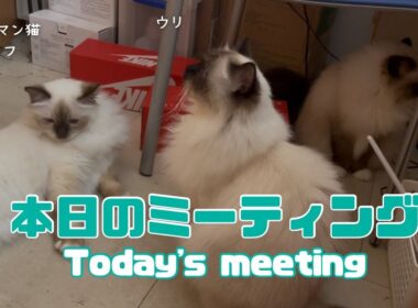 バーマン猫ラフとウリとガブ【本日のミーティング】Today's meeting（バーマン猫）Birman/Cat