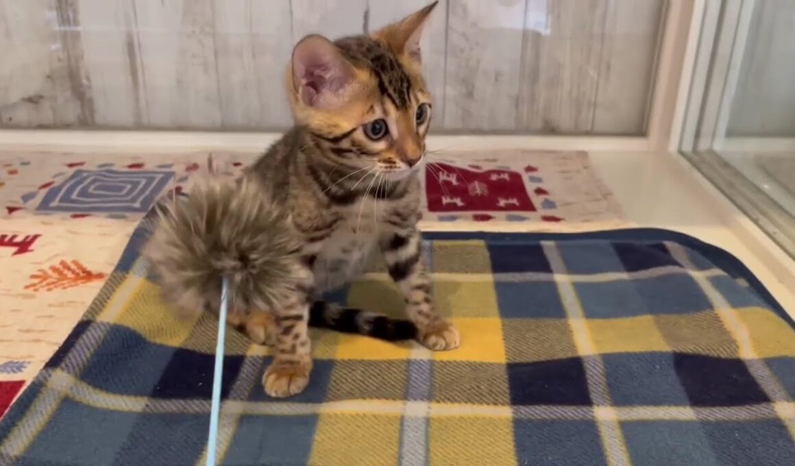 ベンガル　女の子　2025/8/13生まれ