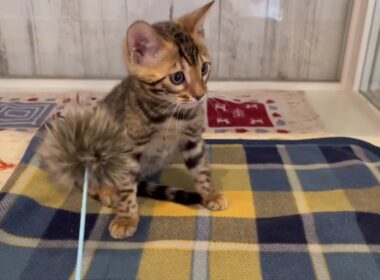 ベンガル　女の子　2025/8/13生まれ