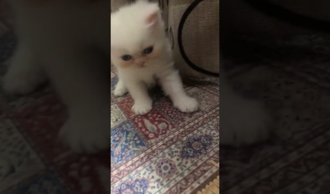 cute kitten of 23 days🥰🥰#cat #cute #kitten #子ネコ #好きな子猫 #赤ちゃん #cutecat #newborn #new #kucinganggora