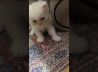 cute kitten of 23 days🥰🥰#cat #cute #kitten #子ネコ #好きな子猫 #赤ちゃん #cutecat #newborn #new #kucinganggora