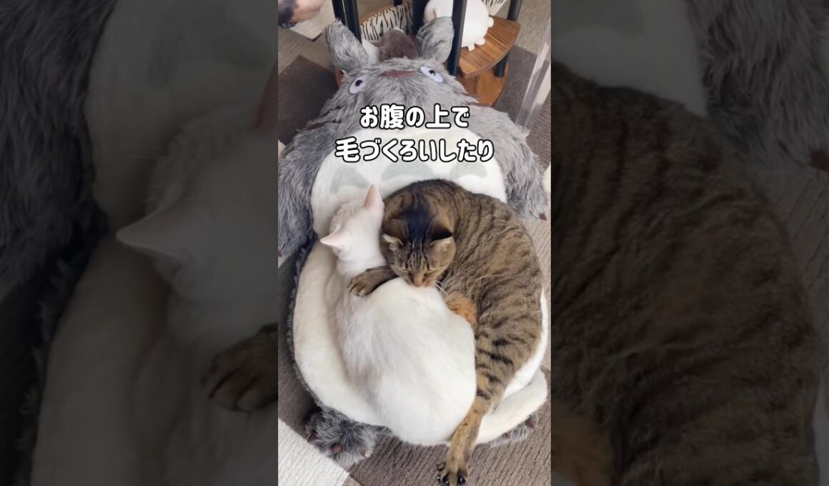 トトロが大好きな猫｜先住猫たちはトトロのお腹に乗ってお昼寝したり、毛づくろいしたりしてるけど…末っ子猫くうの反応は…まだ警戒中