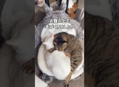 トトロが大好きな猫｜先住猫たちはトトロのお腹に乗ってお昼寝したり、毛づくろいしたりしてるけど…末っ子猫くうの反応は…まだ警戒中