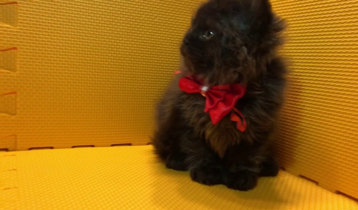 2018.6.10セルカークレックス巻毛