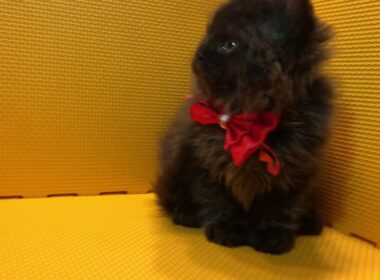 2018.6.10セルカークレックス巻毛