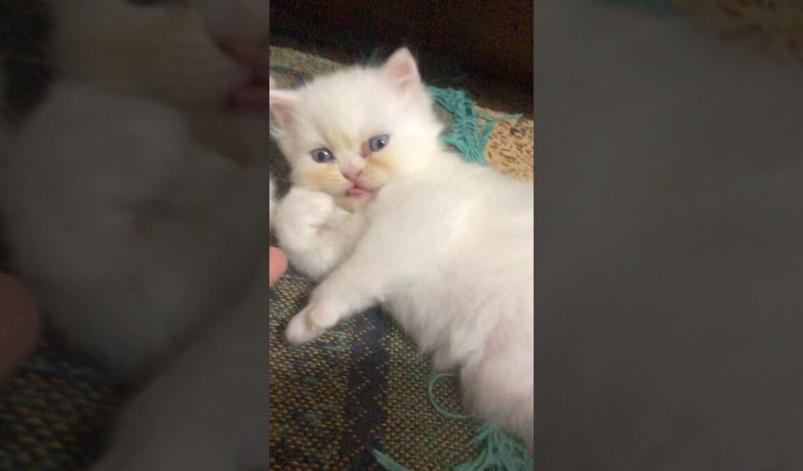 Heartwarming moments🥰🥰🥰#sehar #cat #cute #kitten #funny #子ネコ #赤ちゃん #cutecat #kucinganggora