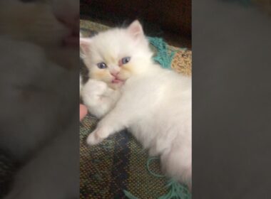 Heartwarming moments🥰🥰🥰#sehar #cat #cute #kitten #funny #子ネコ #赤ちゃん #cutecat #kucinganggora