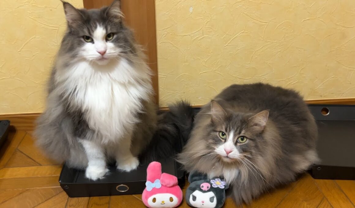 【プレゼント‼︎】ばあばにカワイイぬいぐるみをもらったよ🩷🖤ノルウェージャンフォレストキャットとターキッシュアンゴラ