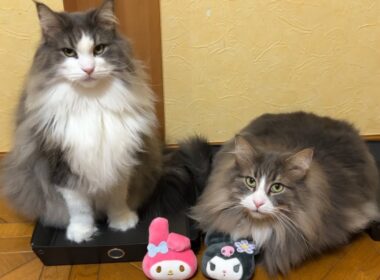 【プレゼント‼︎】ばあばにカワイイぬいぐるみをもらったよ🩷🖤ノルウェージャンフォレストキャットとターキッシュアンゴラ