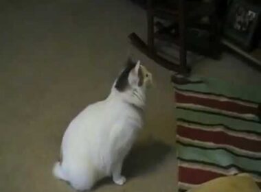 Кимрик - Порода кошек