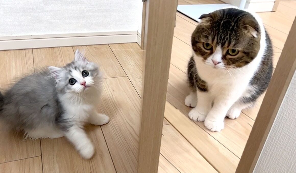 ついに子猫とぽこ太郎を初対面させてみたらこうなりました…w