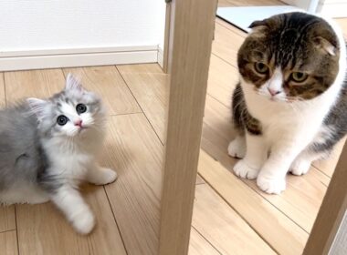 ついに子猫とぽこ太郎を初対面させてみたらこうなりました…w