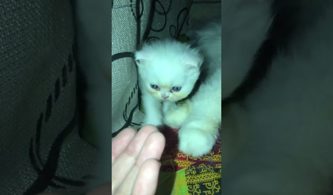 cute kitty walk🥰🥰#cat #cute#kitten #cutecat #赤ちゃん #子ネコ #kucinganggoralucudanimut #好きな子猫 #youtuber