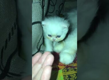 cute kitty walk🥰🥰#cat #cute#kitten #cutecat #赤ちゃん #子ネコ #kucinganggoralucudanimut #好きな子猫 #youtuber