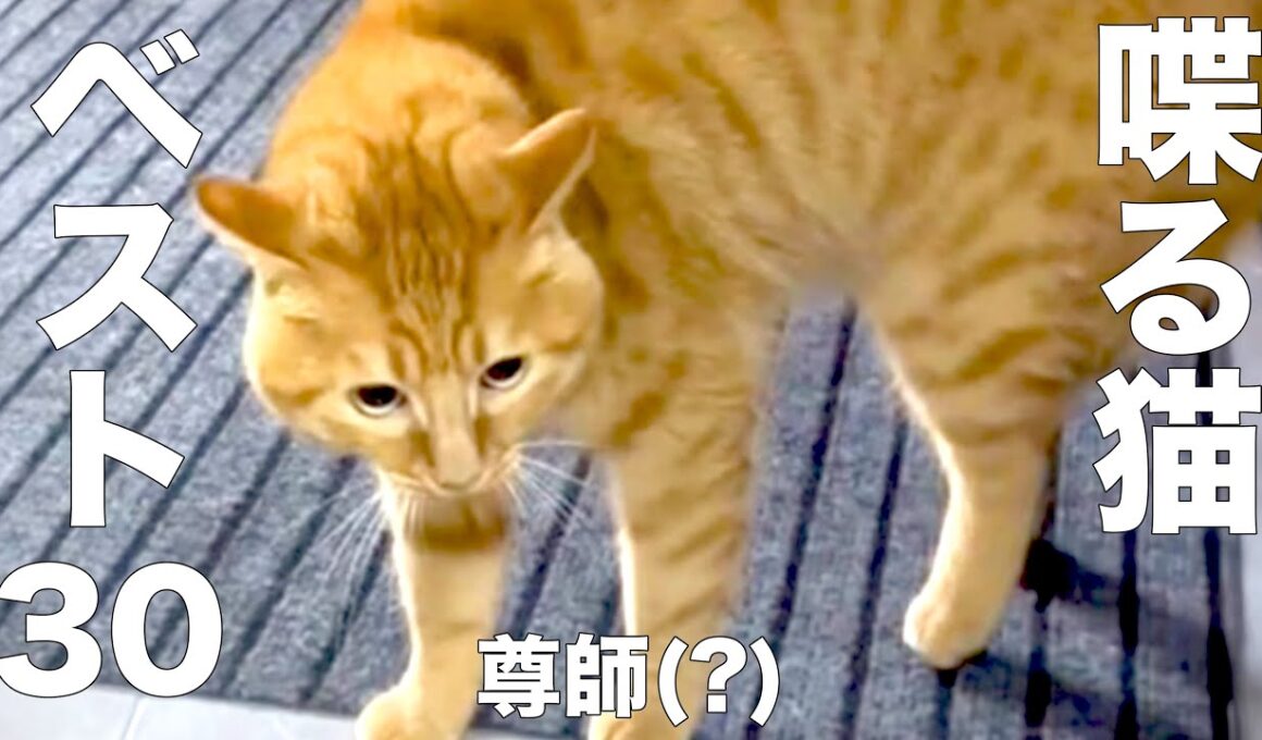 Dが選ぶ　喋るネコ　ベスト30