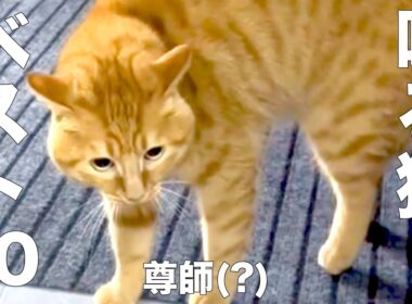 Dが選ぶ　喋るネコ　ベスト30