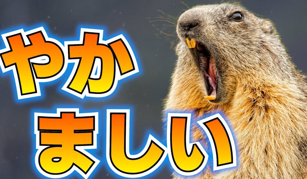 マーモットの気合いが凄すぎる