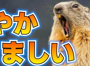 マーモットの気合いが凄すぎる