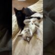 子ネコ２匹。シャムの雫、黒夢。ネコジャラシしながら、２匹で、じゃれあうw