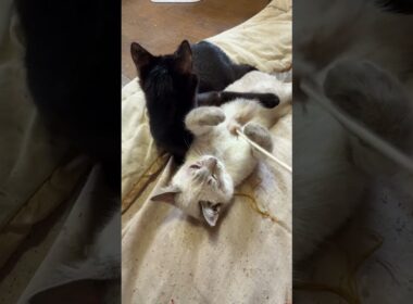 子ネコ２匹。シャムの雫、黒夢。ネコジャラシしながら、２匹で、じゃれあうw