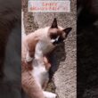 お外にて#シャム猫#ねこ#猫#cat#shorts