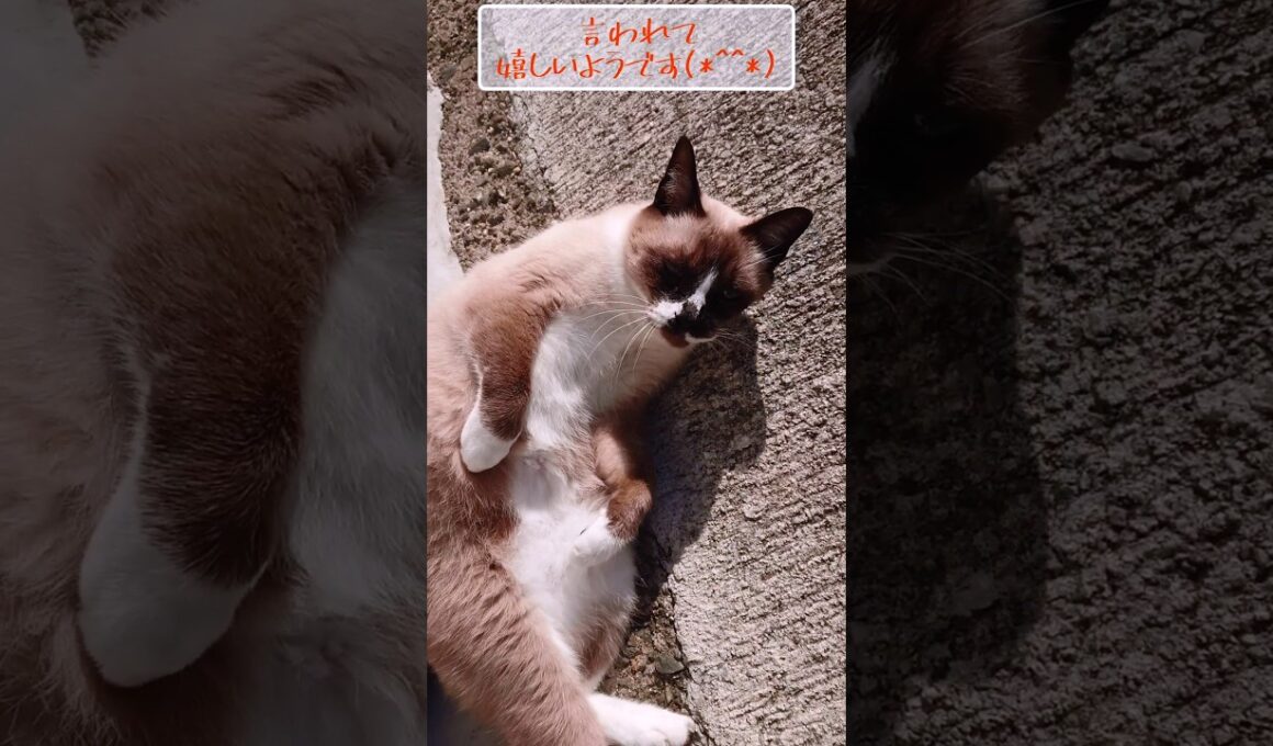 お外にて#シャム猫#ねこ#猫#cat#shorts
