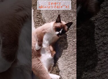 お外にて#シャム猫#ねこ#猫#cat#shorts