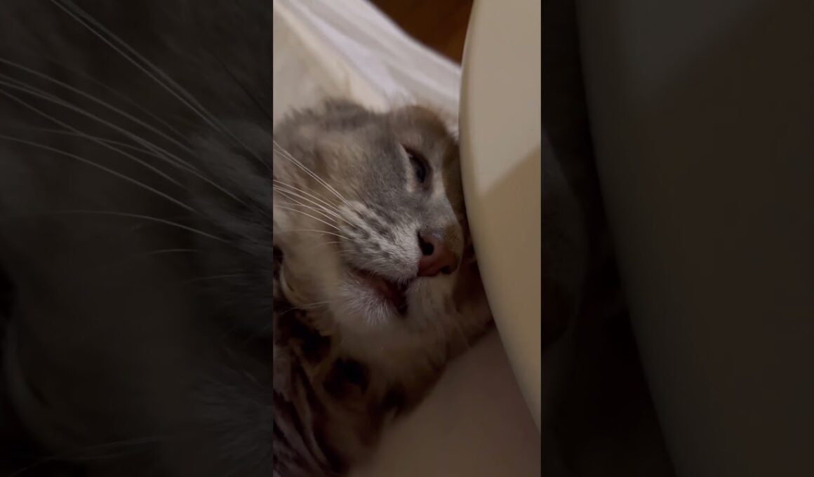 まだ眠い #ねこ動画 #アメリカンカール #可愛い猫動画
