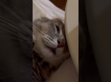 まだ眠い #ねこ動画 #アメリカンカール #可愛い猫動画