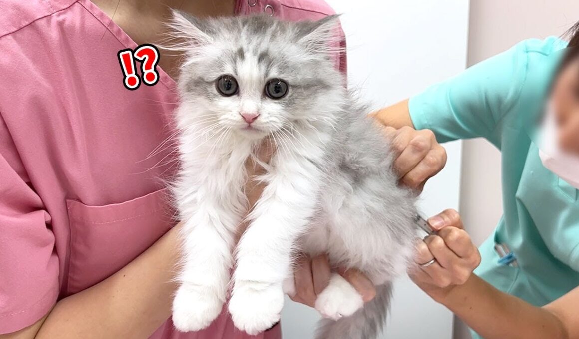 生まれて初めての病院でワクチンを打たれた子猫の反応が可愛すぎる！