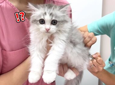 生まれて初めての病院でワクチンを打たれた子猫の反応が可愛すぎる！